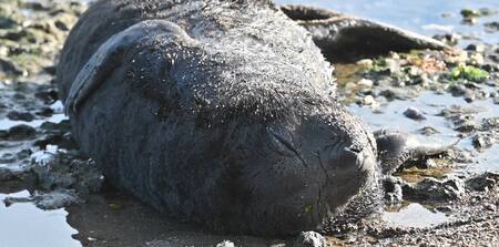 Gripe Aviar en la Antártida Argentina. Foto: captura video Viory.