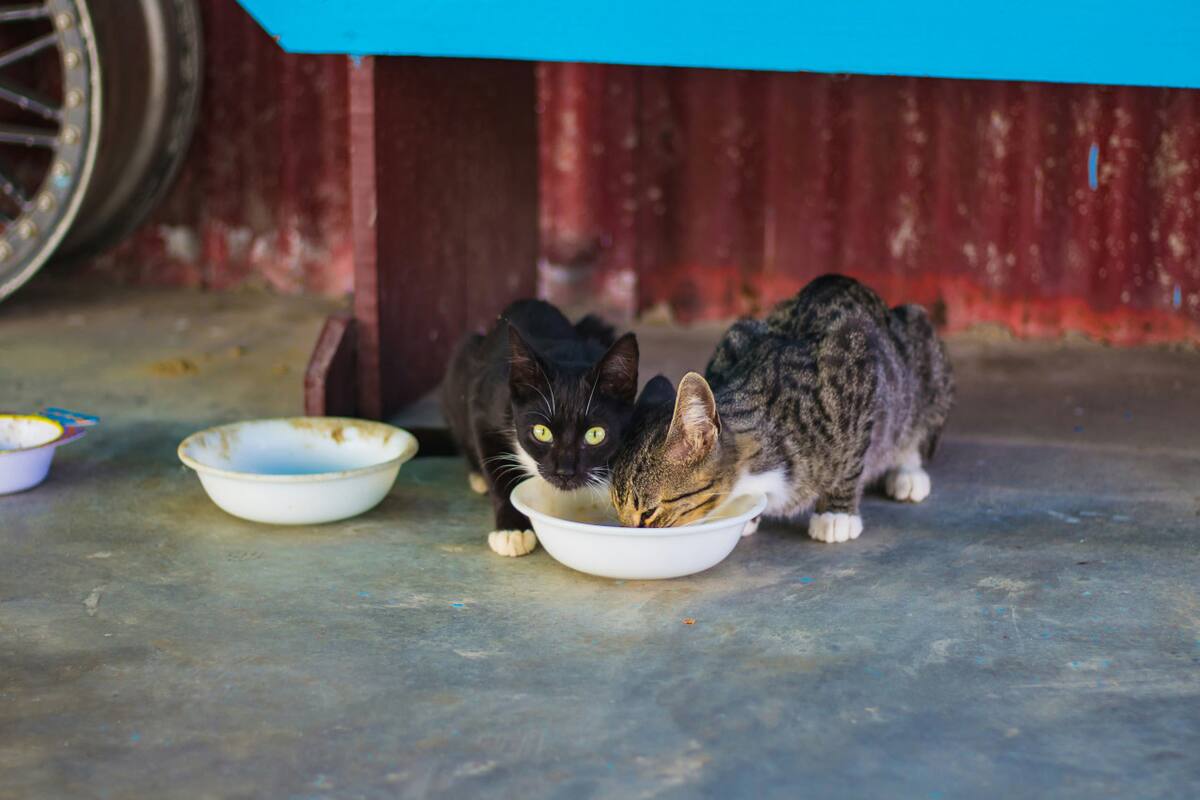Alimento para gatos. Fuente: Unsplash