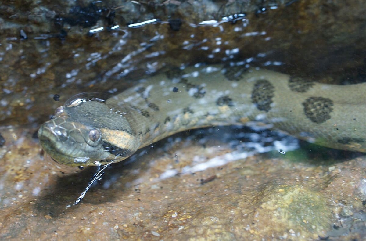 Anaconda