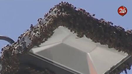 Avispas en la Bristol de Mar del Plata (Canal 26)