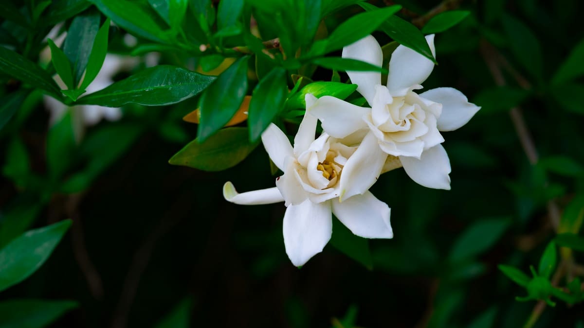 Jazmín del Cabo.