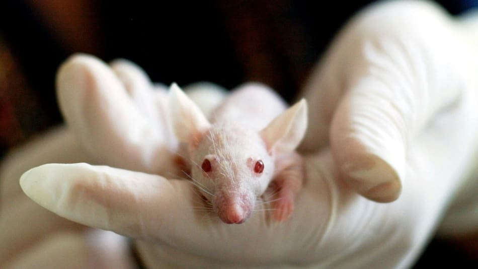 Logran aumentar la esperanza de vida de los ratones en un 25%. Foto Pexels.
