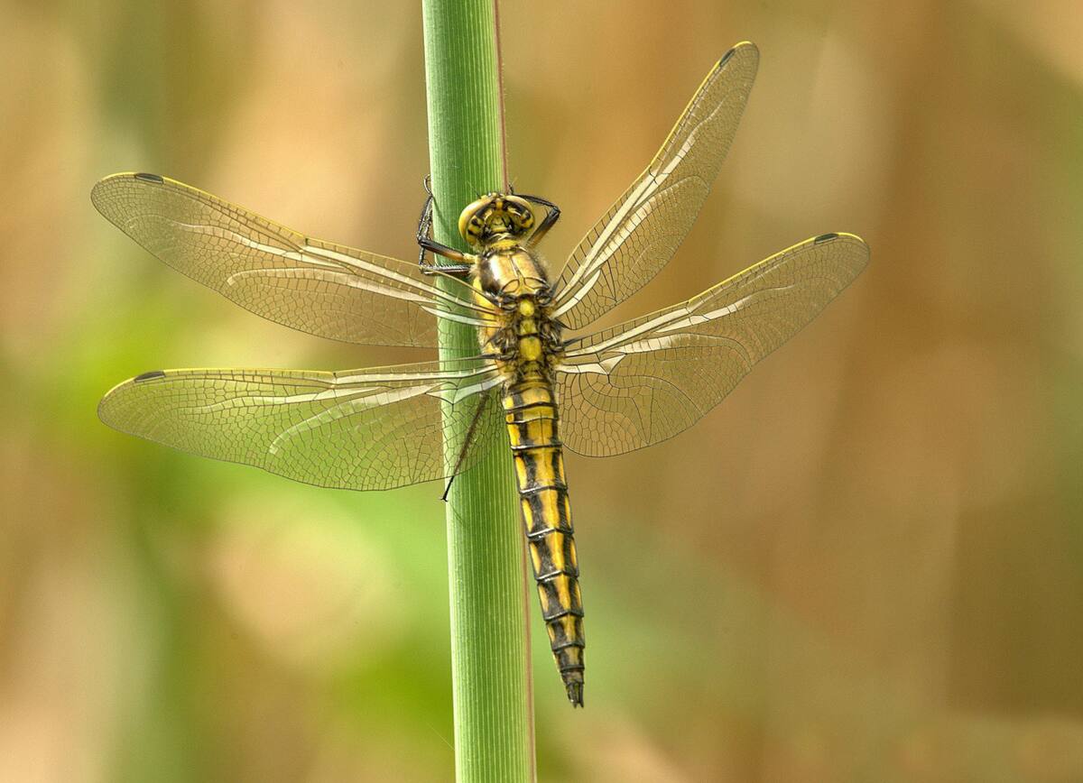 Libélula. Foto: Pexels.