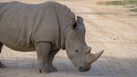 El rinoceronte blanco del norte está tan solo a dos hembras de su extinción. Unsplash,