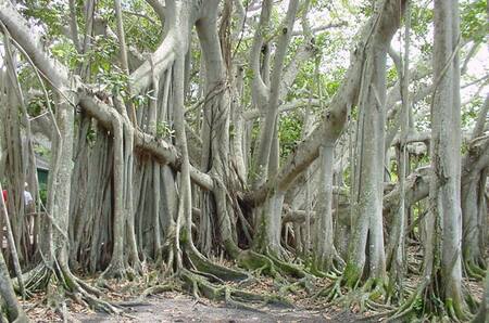 Árbol Thimmamma Marrimanu. Foto: Pinterest.