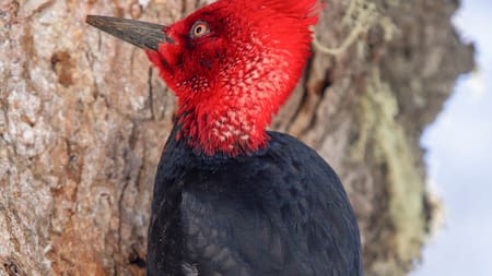 Pájaro carpintero. Foto: Freepik