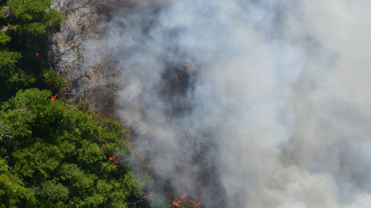 Incendio en parque Los Alerces. Foto: Télam