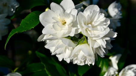 ¿Cómo mantener los jazmines radiantes? Descubre el poder de la leche para un florecimiento espectacular