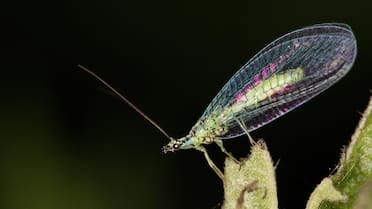 Sin fertilizantes: el insecto milenario que cuida a las plantas y elimina a las plagas de tu jardín todo el año
