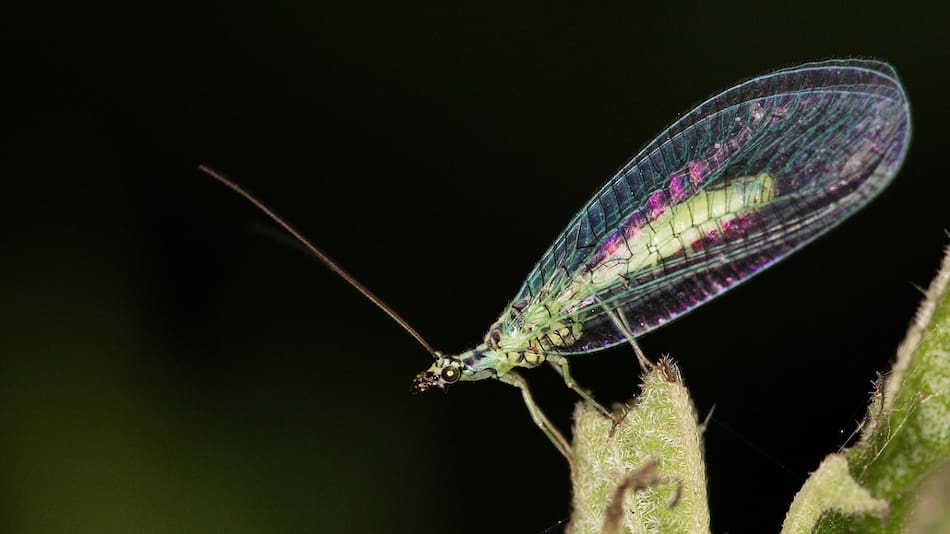 El insecto milenario que cuida a las plantas y elimina las plagas.