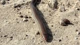 La viborita ciega: el enigmático reptil fácil de encontrar en Argentina que todos confunden y pocos conocen
