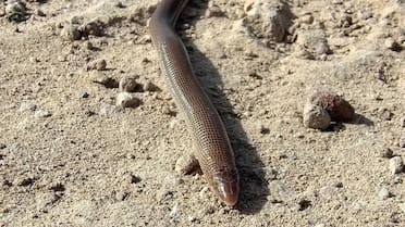 La viborita ciega: el enigmático reptil fácil de encontrar en Argentina que todos confunden y pocos conocen