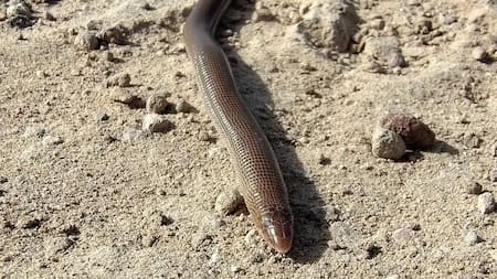 La viborita ciega: el enigmático reptil fácil de encontrar en Argentina que todos confunden y pocos conocen