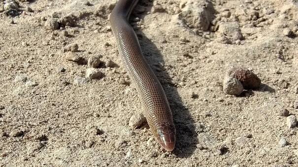 La viborita ciega: el enigmático reptil fácil de encontrar en Argentina que todos confunden y pocos conocen