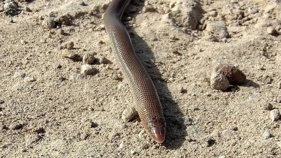 Aunque a simple vista muchos la confunden con una lombriz o una culebra, la viborita ciega pertenece a un linaje propio.