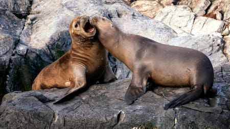 Focas. Foto: Pexels.