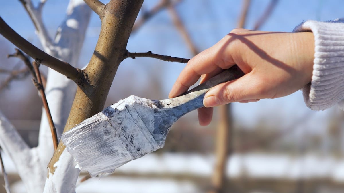 Árbol; pintura blanca. Foto: Gentileza EcoInventos.