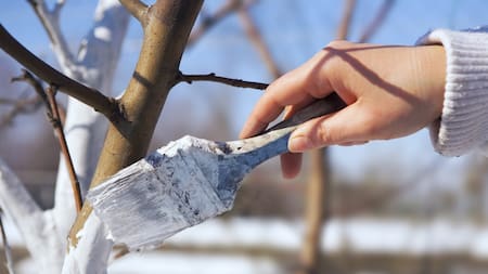 Árbol; pintura blanca. Foto: Gentileza EcoInventos.