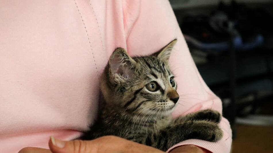 Hay una forma de correcta para alzar a los gatos. Foto Unsplash.