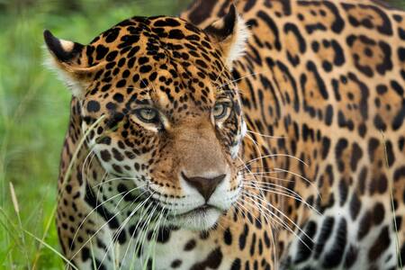 Yaguareté. Foto: X/@RewildingArg