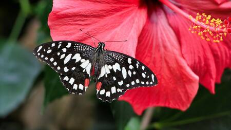 Las flores ideales para tener en verano. Foto Unsplash.