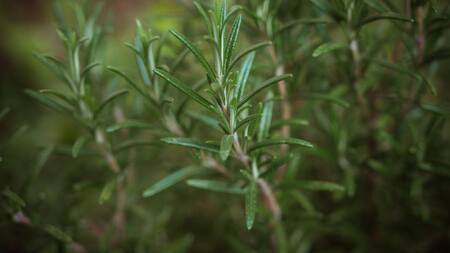 Romero, hierba. Foto: Unsplash.