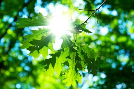 Medio Ambiente, Naturaleza, Ecología
