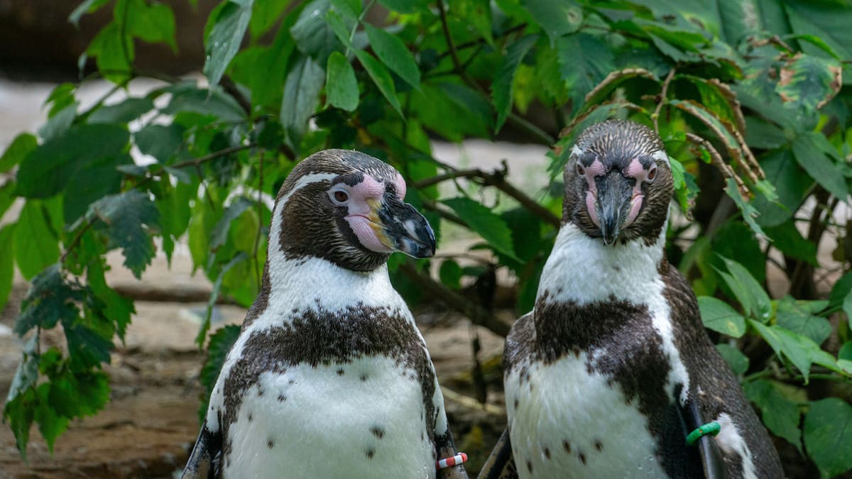 Pingüino de Humboldt.