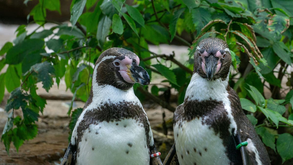 Se acelera la extinción de un pingüino de Sudamérica: el impacto devastador de El Niño en su supervivencia