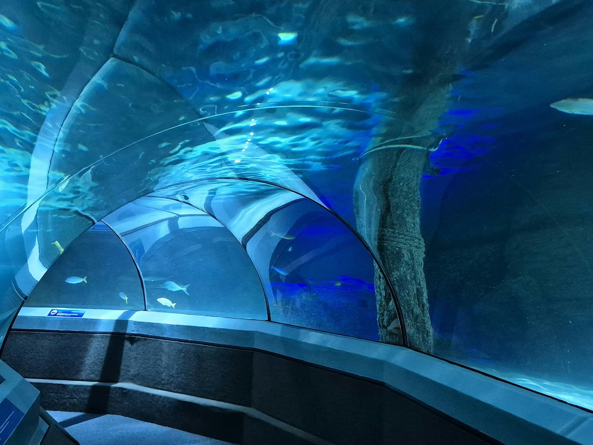 Europa construirá su túnel submarino más grande: una obra de €1.000 millones para descongestionar Italia