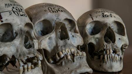 El hobbit hallado habitó una isla entre el océano Índico y Pacífico. Foto: Unsplash