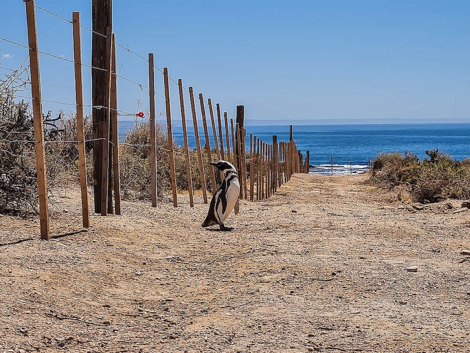 Matanza de pingüinos en Punta Tombo. Foto: Greenpeace.