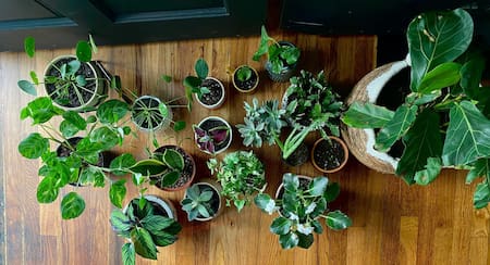 Plantas. Foto: Unsplash.