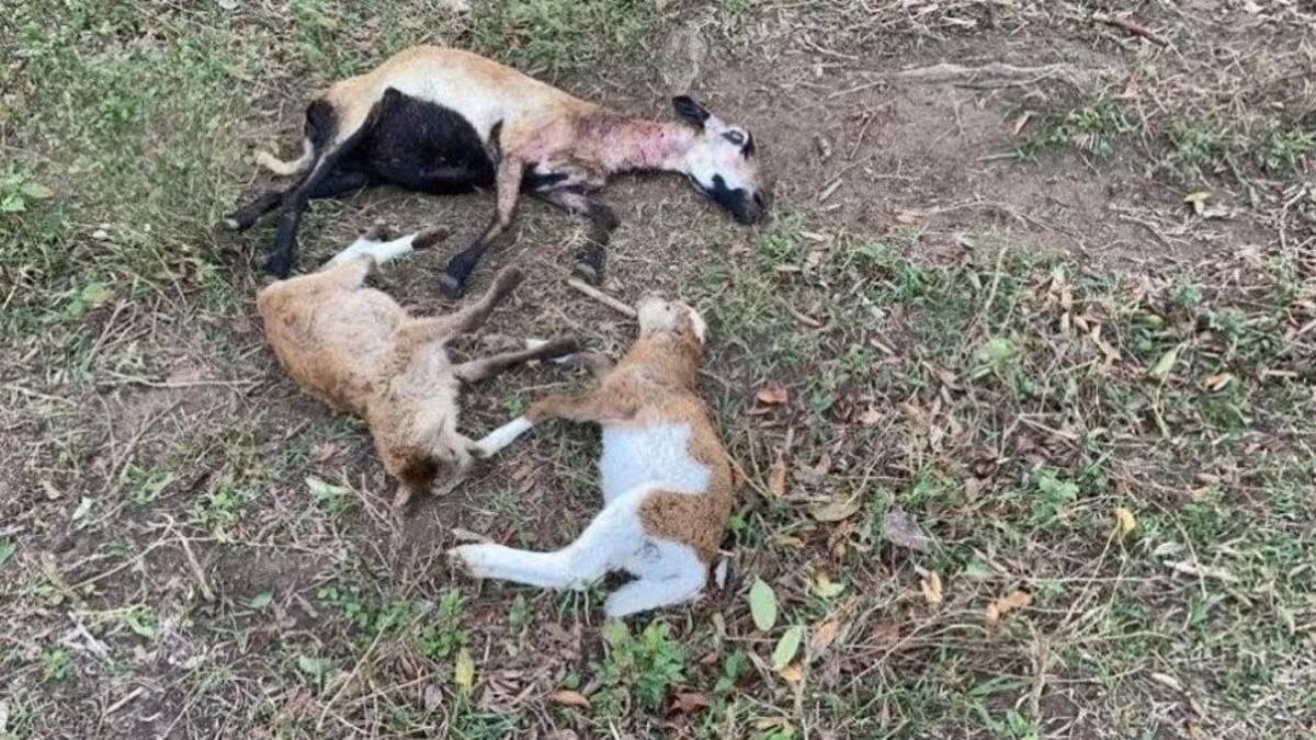 Misterioso ataque a un ganado: dueño de la granja cree que es obra del "Chupacabras", México