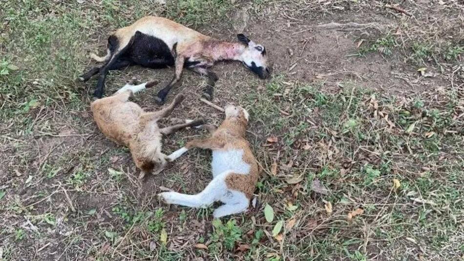 Misterioso ataque a un ganado: dueño de la granja cree que es obra del "Chupacabras", México