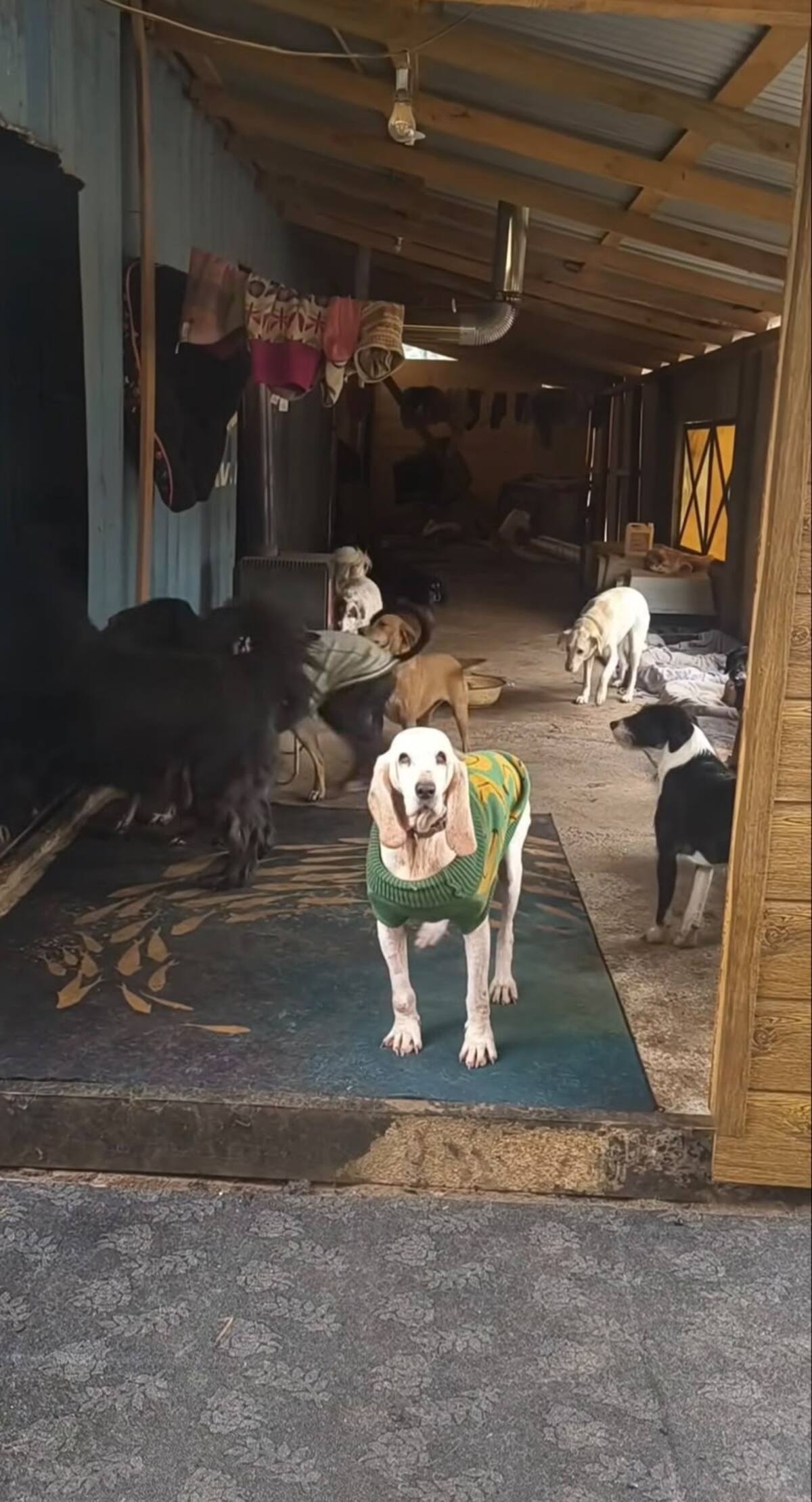 El refugio Aperrando El Peral funciona en la localidad chilena de Ninhue, donde Catalina y Gabriel dedican sus días a alimentar, proteger y brindar atención veterinaria a 69 perros.