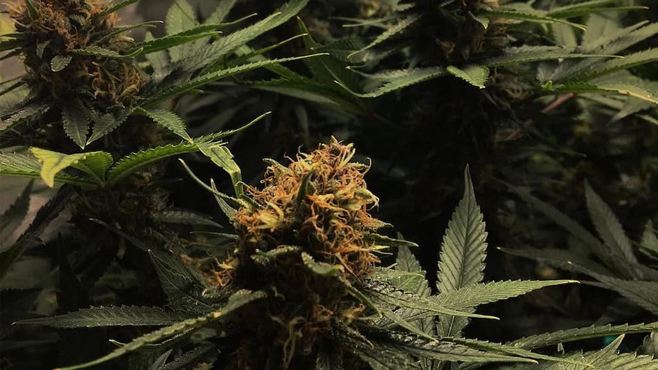 Marihuana, Reuters