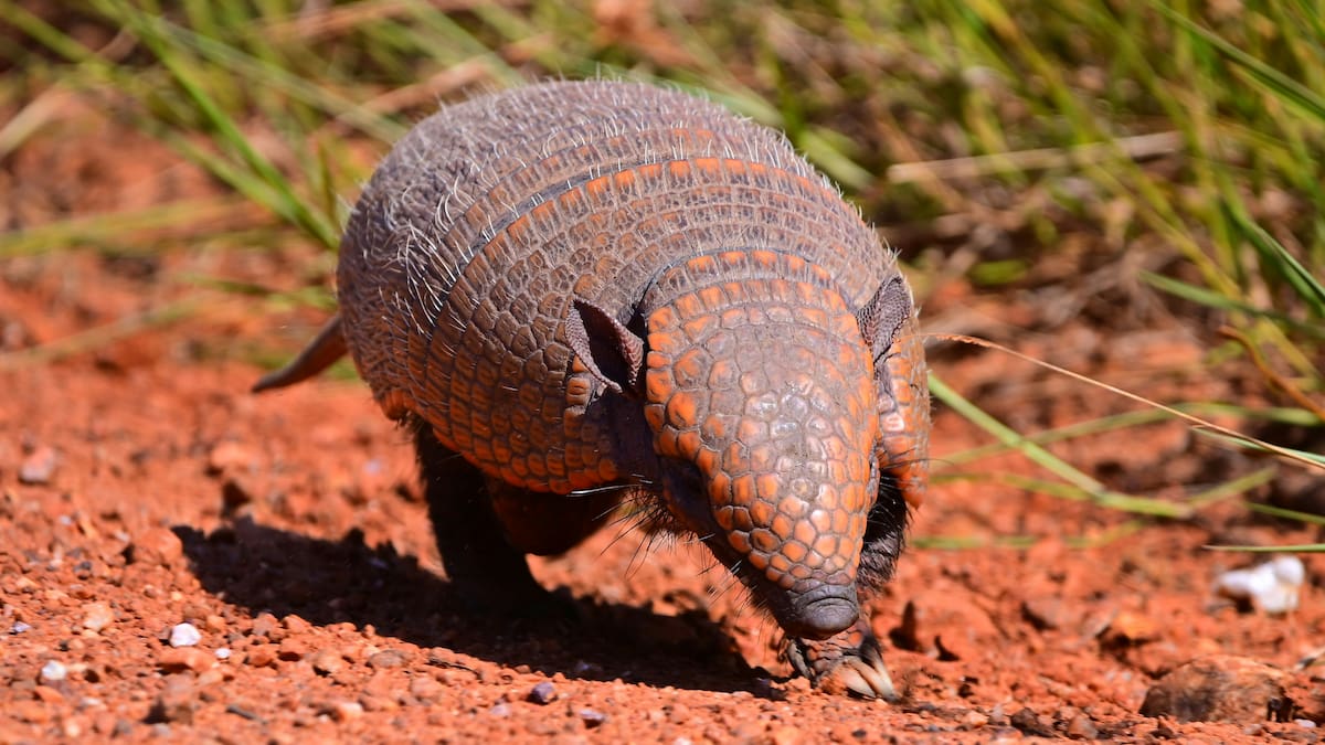 Chaco monitorea con GPS al tatú carreta, el armadillo más grande del mundo: está en peligro de extinción y buscan protegerlo