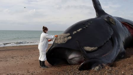 Ballenas muertas en las costas de Península Valdés, en Chubut. Foto: X/PerezzzzJuli