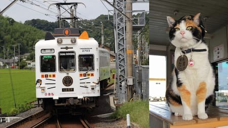 La historia de la gatita Tama, del Tren Tamaden de Japón.