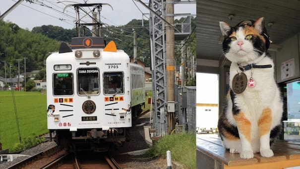 Tama, la gata que salvó un tren y conquistó a Japón: la increíble historia de la felina que resucitó una línea ferroviaria