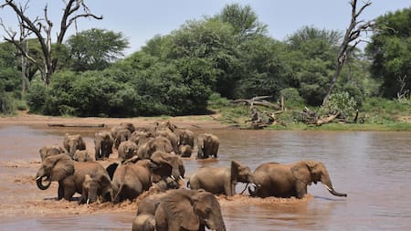 Elefantes. Foto: EFE