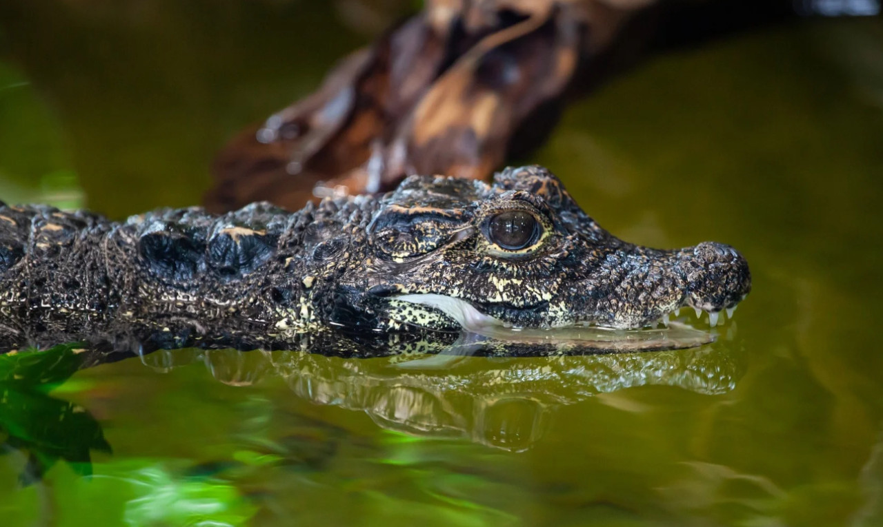 Cocodrilo enano. Foto: Noticias Ambientales.