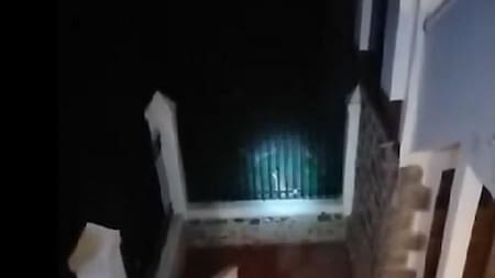 Córdoba: un puma se comió a cuatro gatitos y genera pánico entre los vecinos