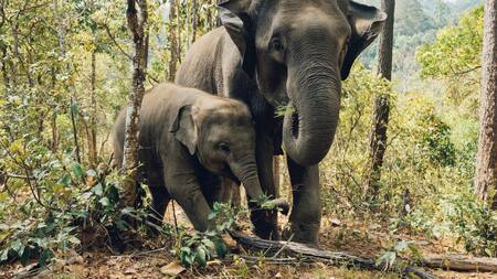 Elefantes asiáticos. Foto Unsplash.