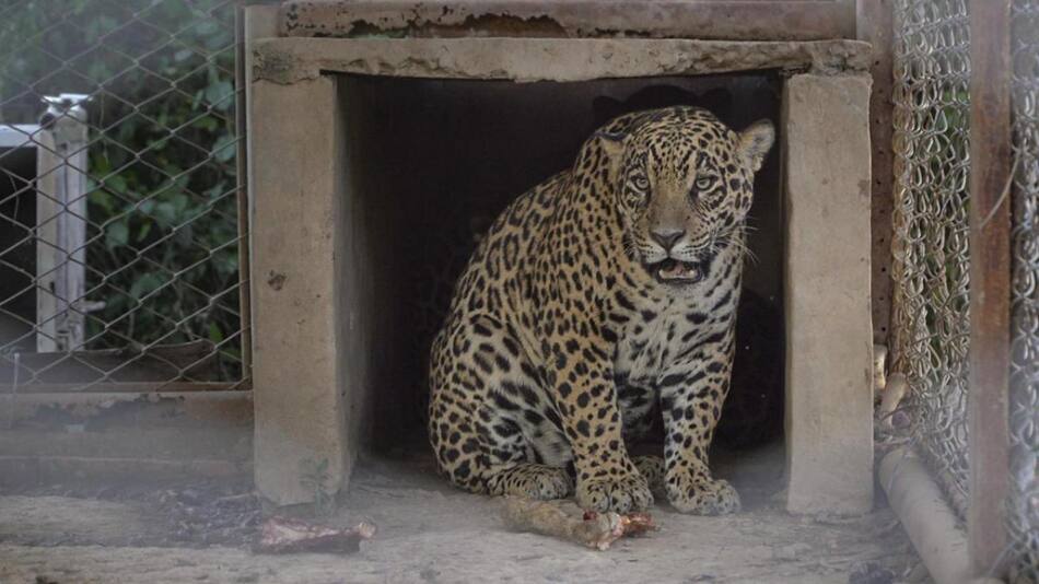 Segundo ejemplar de yaguareté silvestre liberado. Foto: Télam.