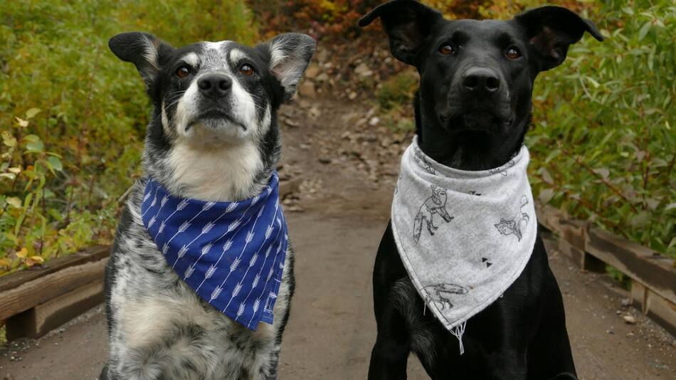Perros; mascotas. Foto: Unsplash.