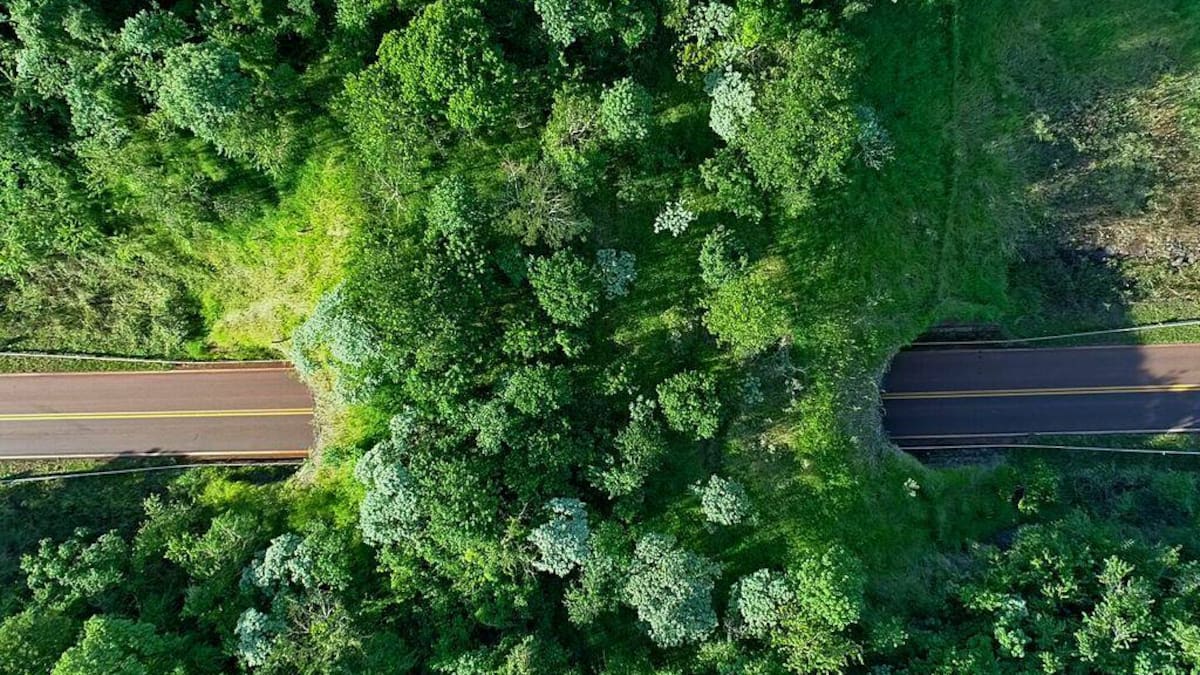 Hito en la ingeniería ecológica: el puente argentino que conecta dos parques nacionales y permite a los animales cruzar sin peligro