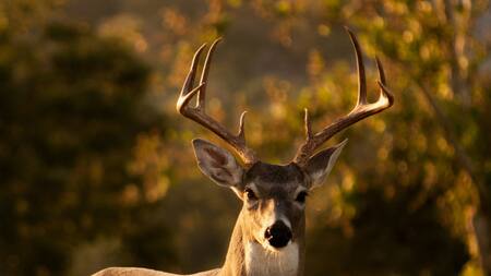 El Reino Unido considera promover el consumo de venado. Foto Unsplash