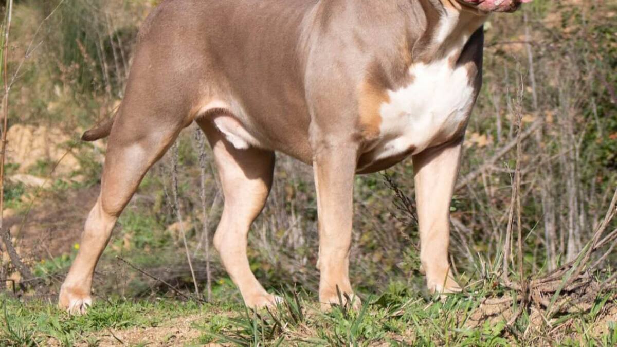 Perro de la raza American Bully XL.